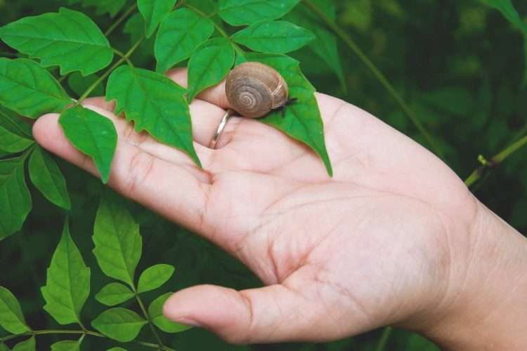 rimedi naturali per la cura della pelle con la bava di lumaca