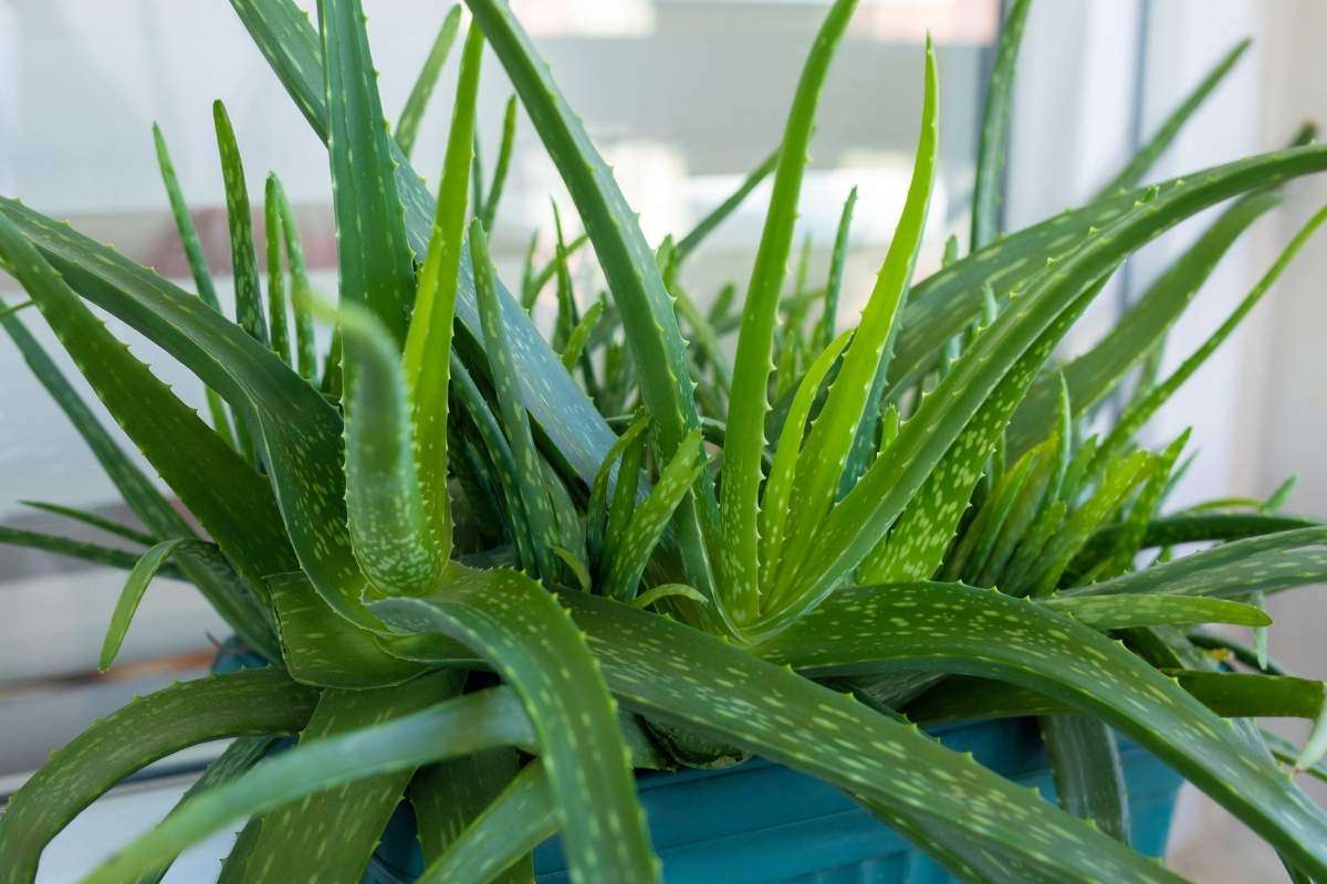 Pianta di Aloe Vera con foglie carnose utilizzata nella ricerca scientifica